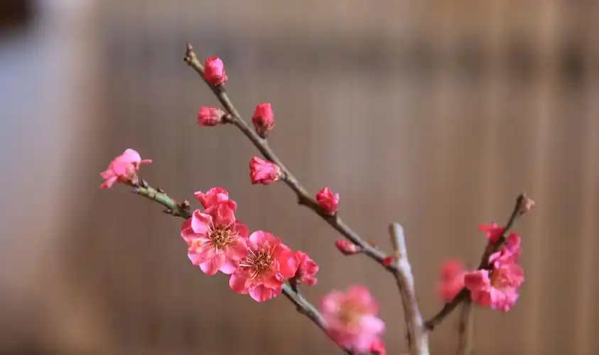 威海绿苑植物材料有限公司月波朱砂被列入梅花新品种