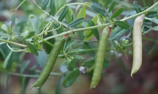 大巢菜又名野豌豆有2000多年的食用历史含钙比牛奶高别错过