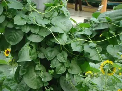 家里种的三七草图片4枚轮生于茎顶叶柄长45厘