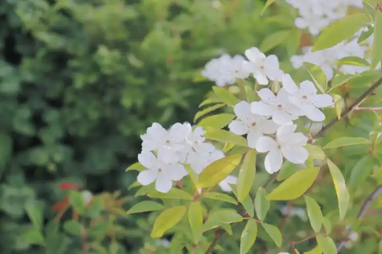 电脑壁纸 桌面壁纸 聊天背景 锁屏壁纸 ins 油画 iphone 【禁商用】