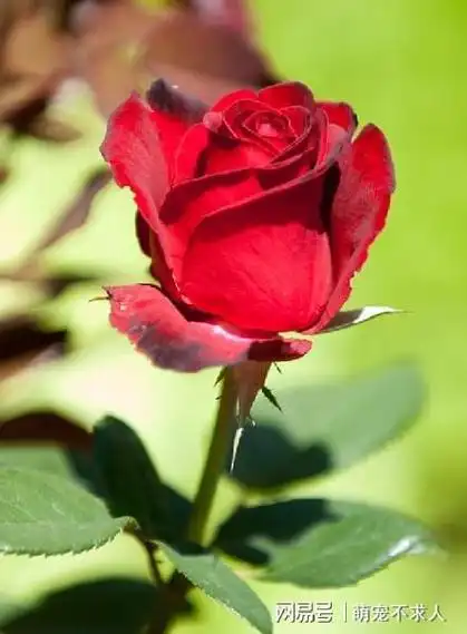 玫瑰花文案短句干净(有关玫瑰花的唯美句子)|爱情||红