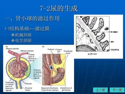 小球的滤过作用 一结构基础——滤过膜 结构基础——滤过膜 机械屏障