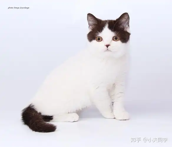 英短毛色大全集(梵花篇) - 知乎