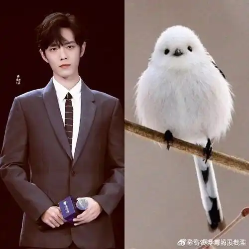 深度解密,为什么肖战叫肖兔子!