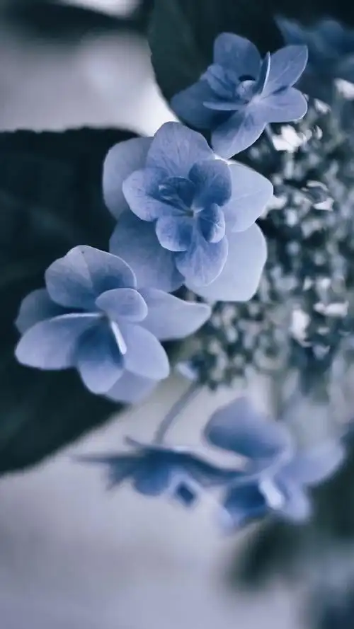 唯美绣球花高清图片手机壁纸