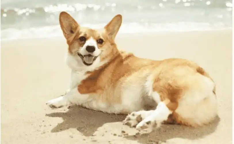 没有尾巴的狗叫什么犬 - 837常识大全网