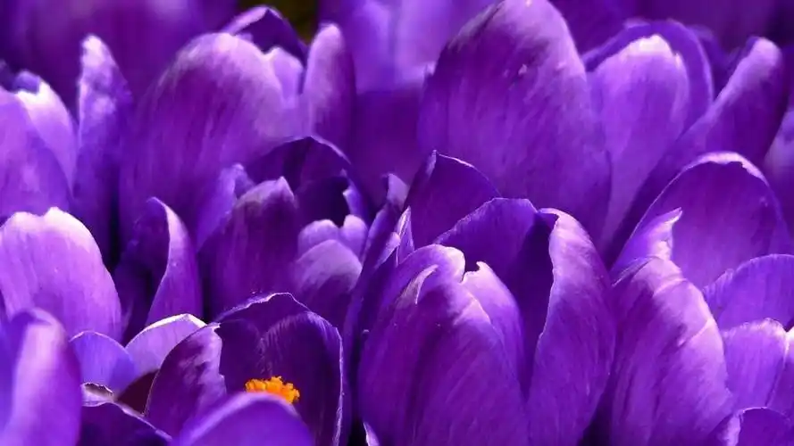 不是所有紫色的花都叫薰衣草