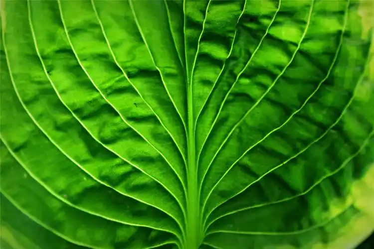 绿色小清新植物护眼高清桌面壁纸