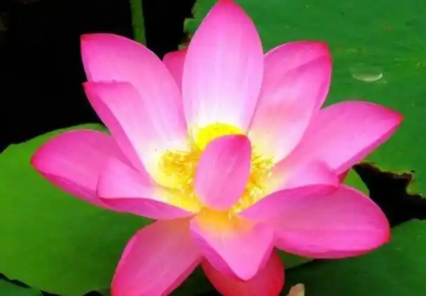 荷花大全 最美荷花图片大全高清-1