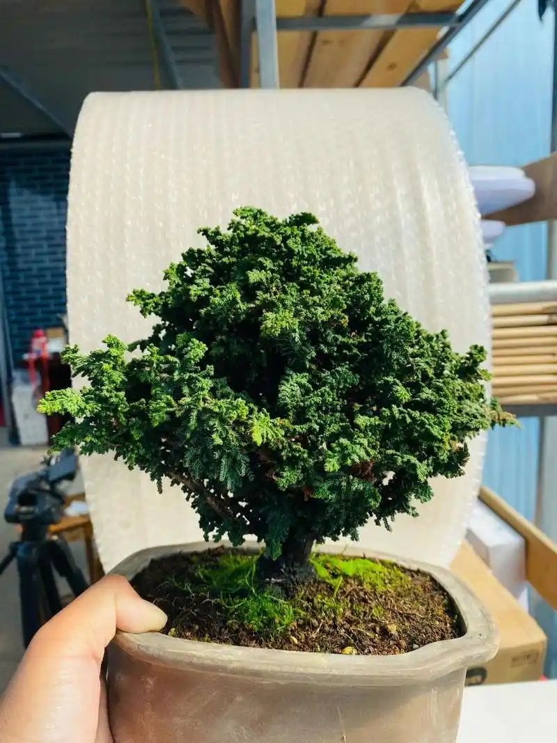 精品石化桧 进口盆景