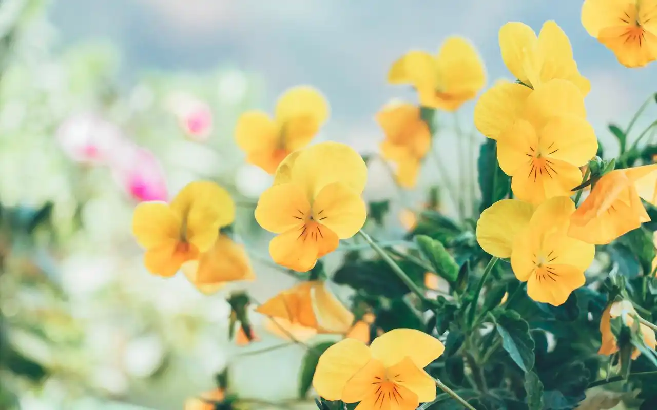 清新雅致花卉图片桌面壁纸