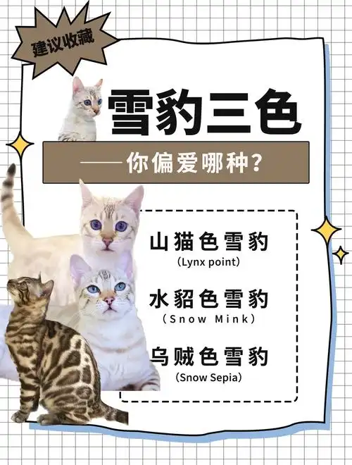 雪豹三种颜色对比