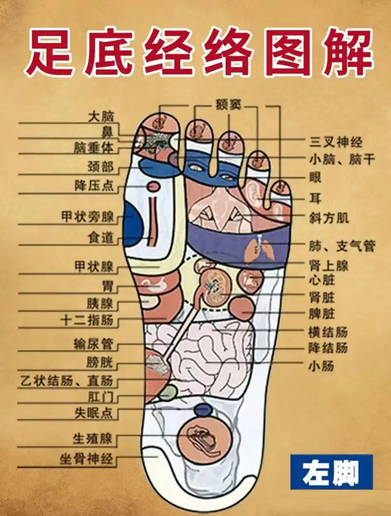 94 人体脚底集合了身体的全部器官,我们将此称为反射区.