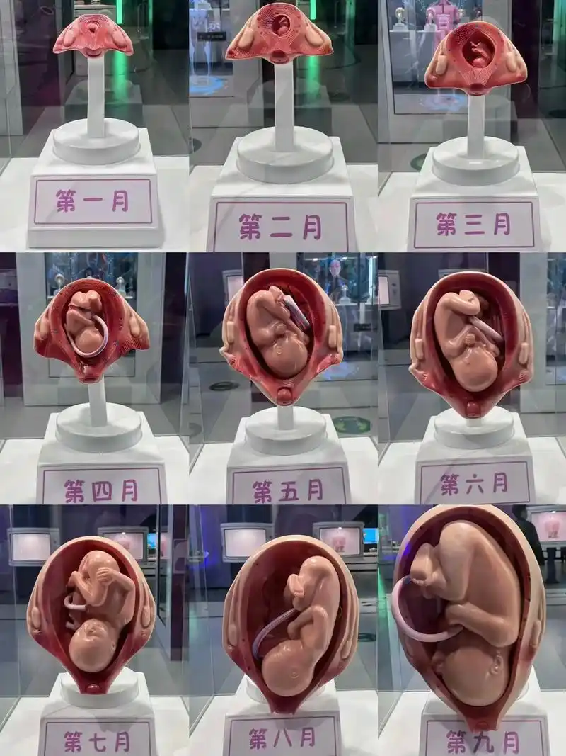 胎儿在妈妈肚子里面十月发育全过程!其实孕妈妈真的不容易