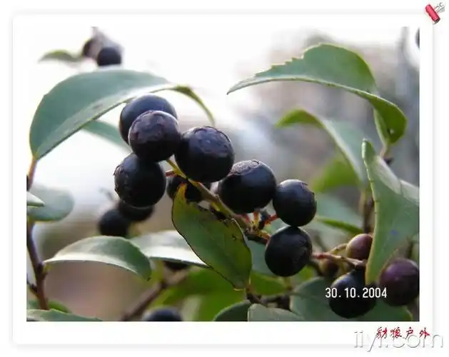 电子书:一位民间土医的医学日记