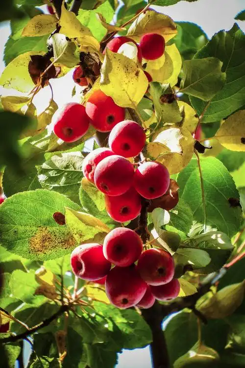 百年的海棠树结出丰硕果实