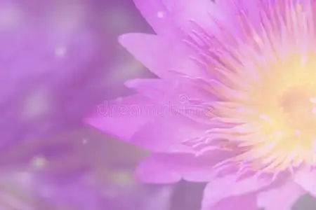 紫色莲花的抽象背景.照片