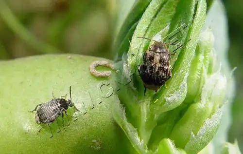 豆象 豆子生虫了