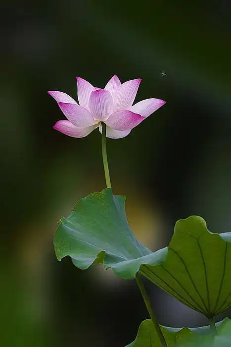 阿弥陀佛手上拿的莲花,就是你自己修的莲花.