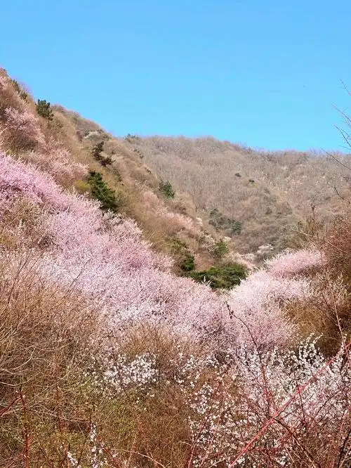 距离西安约70公里,位于流峪与道沟峪之间,海拔 1550米
