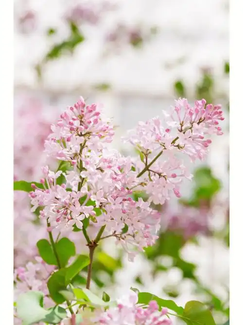 春日来信紫丁香的花语是初恋