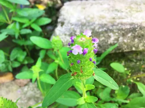 农村一种塔形野草,被称为"九重楼",有人卖25元一斤靠它发财