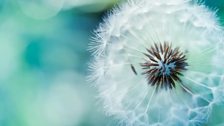 蒲公英壁纸图片