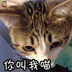 猫喵星人你叫我喵soogifsoogif出品gif动图_动态图_表情包下载_soogif