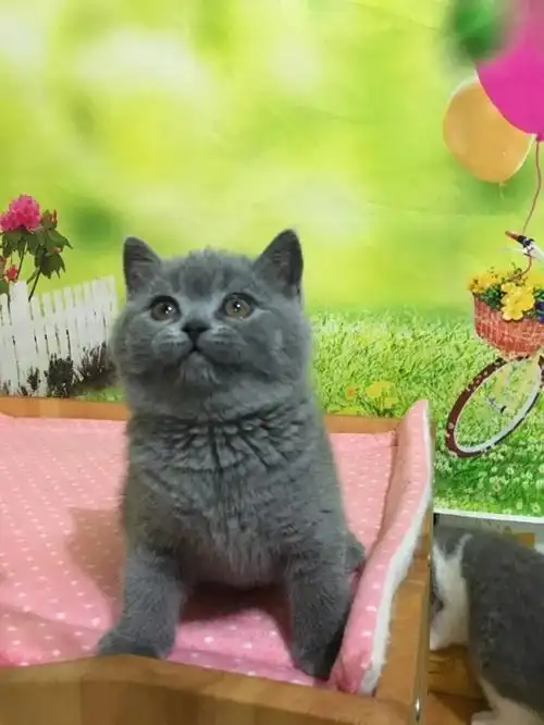 橘眼大包子脸英短蓝猫 骨架好毛色亮