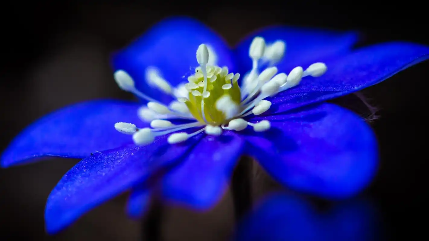 简约植物锁屏高清电脑桌面壁纸