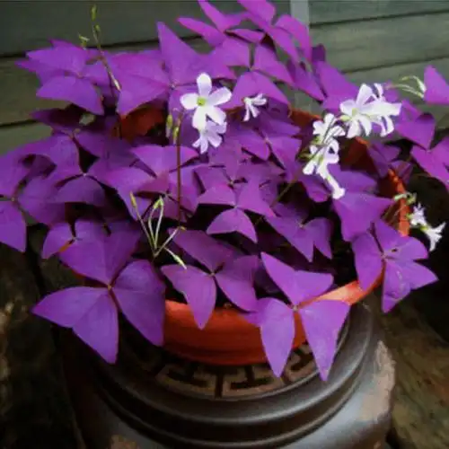 首页 下载app                          醡浆草种根紫色幸运草种球