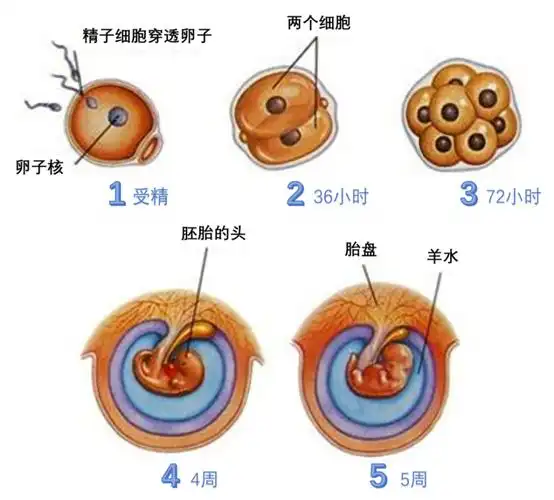 为了模拟胎盘发育他们让干细胞怀上了