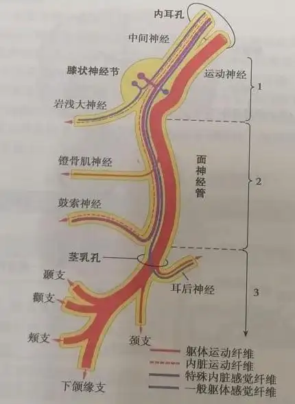 3周围性面神经麻痹的分级评定标准面神经麻痹的严重程度与预后有一定