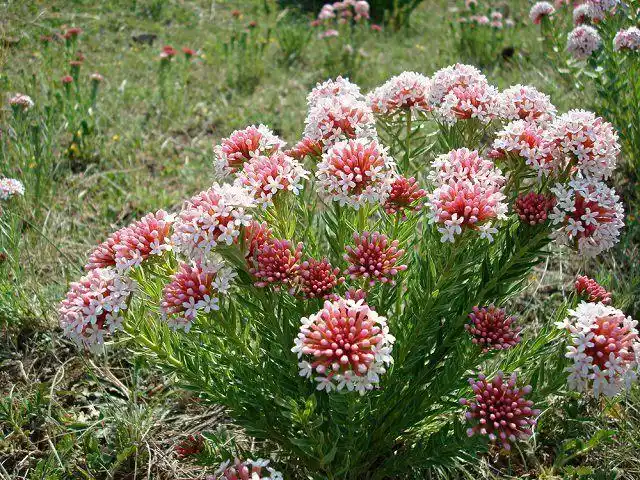 请问这是什么花,哪里才有生长.