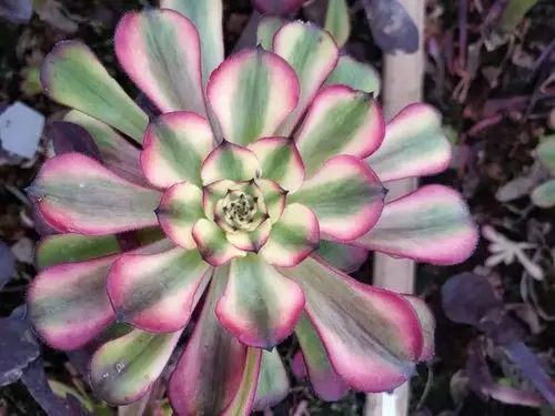 时候的美娅法师,呈现出老叶不带锦,带锦新叶又还没有长出多少来的状态