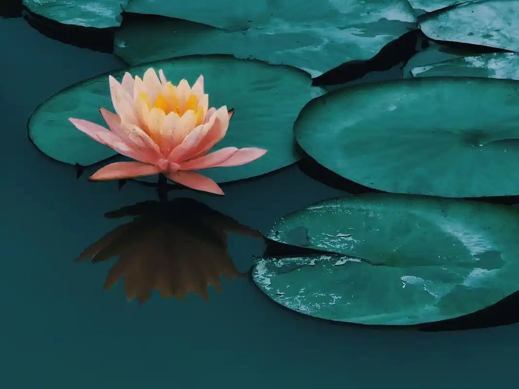 佛曰:一方一净土,一笑一尘缘.一念一清净,心是莲花开.