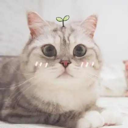 个性好看萌宠猫咪情侣头像一对两张可爱