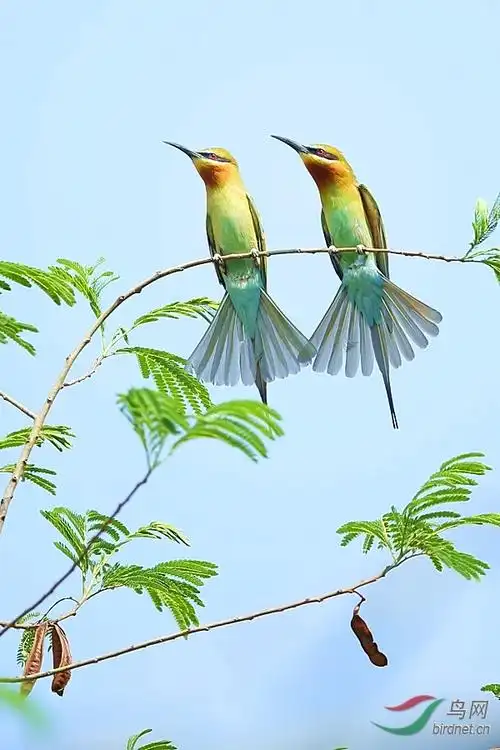 树上滴鸟儿成双对!