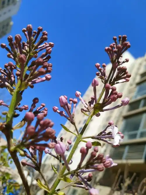每日一花丁香花苞中的希望