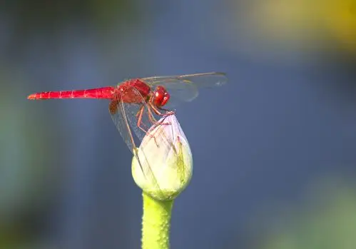 首页 唯美图片 动物图片好看的昆虫系列之蜻蜓高清图片集