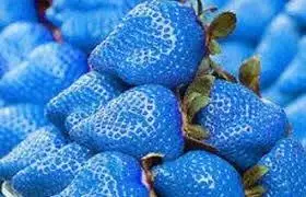 所以每次忍不住想吃东西的时候,看一看蓝色的食物图片或者