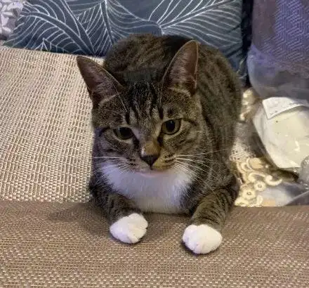 中华田园猫!_土猫