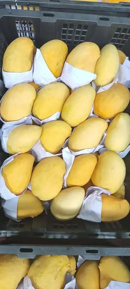 [芒果批发] 圣德龙芒果价格130元/箱 - 惠农网