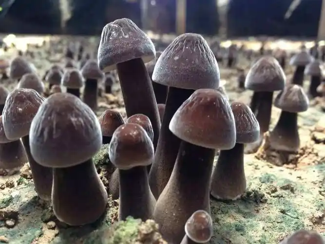 武陵山珍|黑皮鸡枞菌你见过吗?