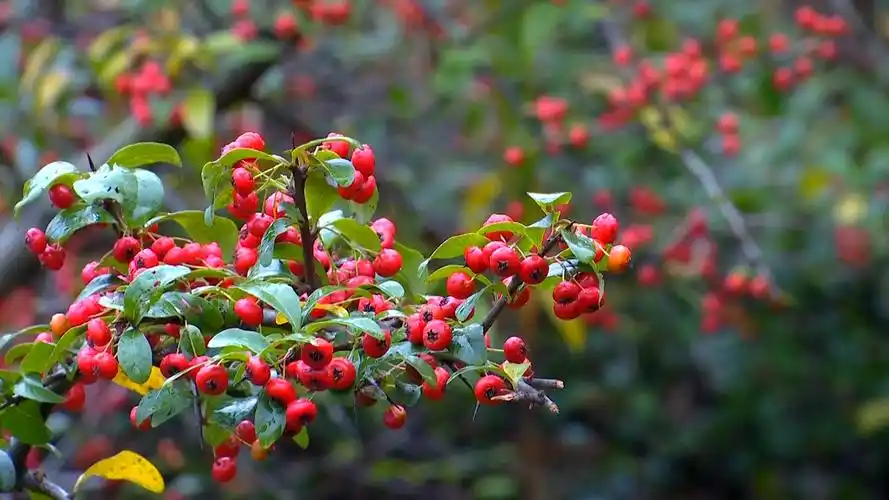 涪陵漫山火棘树红彻一个冬