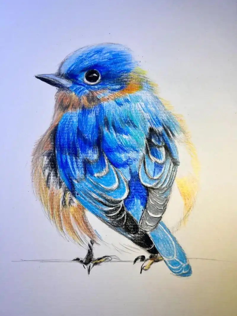 鸟类彩铅画法(附步骤图) 小鸟彩铅手绘插画 欢迎铁子们交流探讨交作业