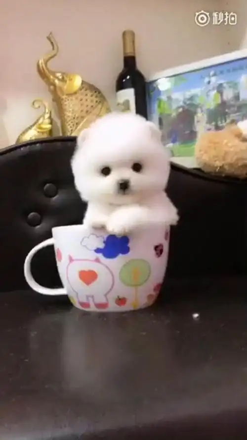 成都茶杯犬哪里有卖_茶杯犬好养吗_茶杯犬多少钱一只 - 成都崇州狗狗