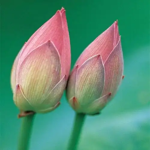 新鲜荷花可食用莲花真鲜花新鲜荷花莲蓬新鲜荷花花苞新鲜荷花