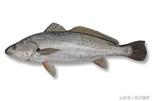 日本银身(青鲈,日本白姑鱼,大白姑鱼)鮸(青鲈鮸,鮸仔,敏魚)褐毛鲿