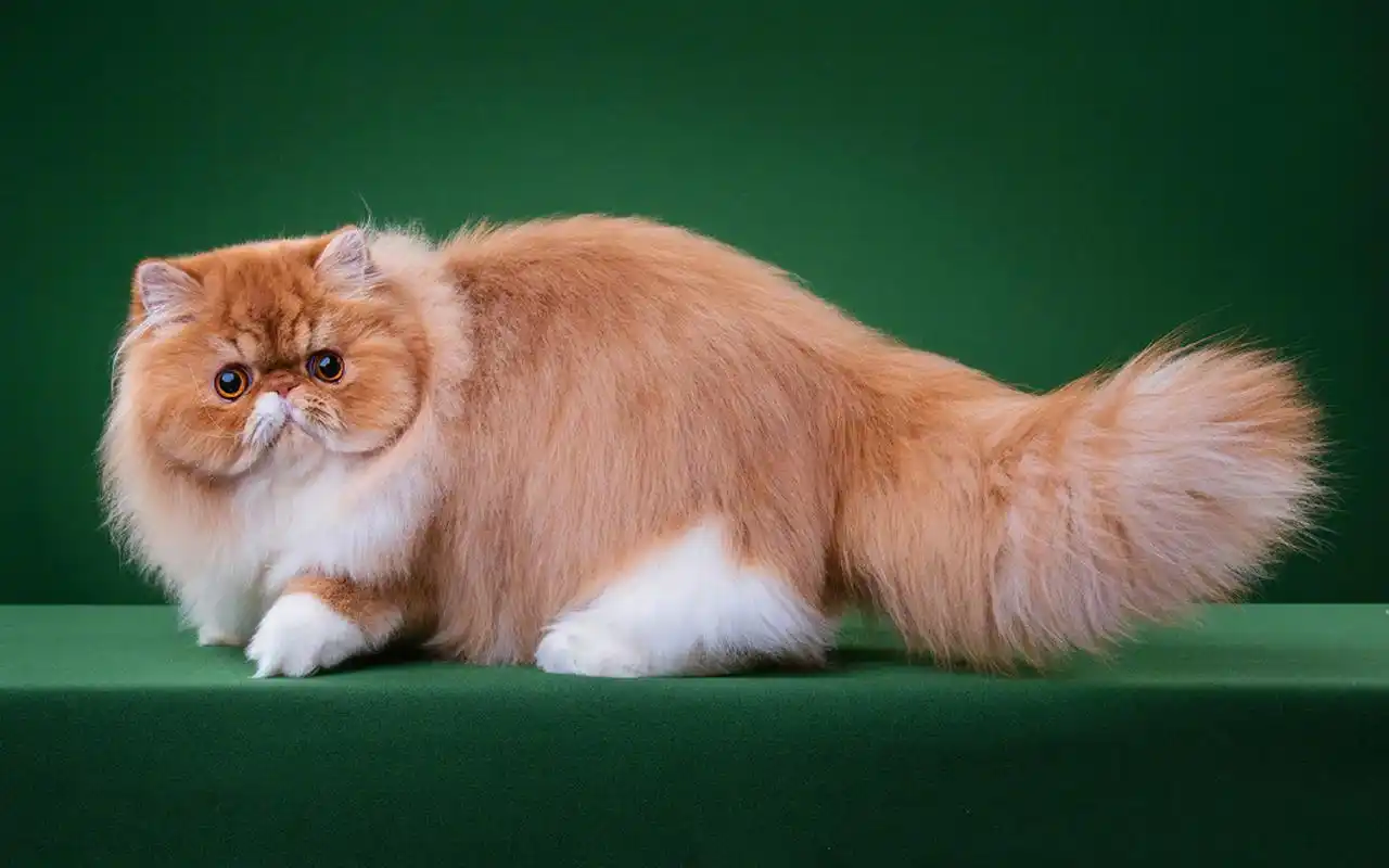 软萌可爱的小猫咪高清图片电脑壁纸